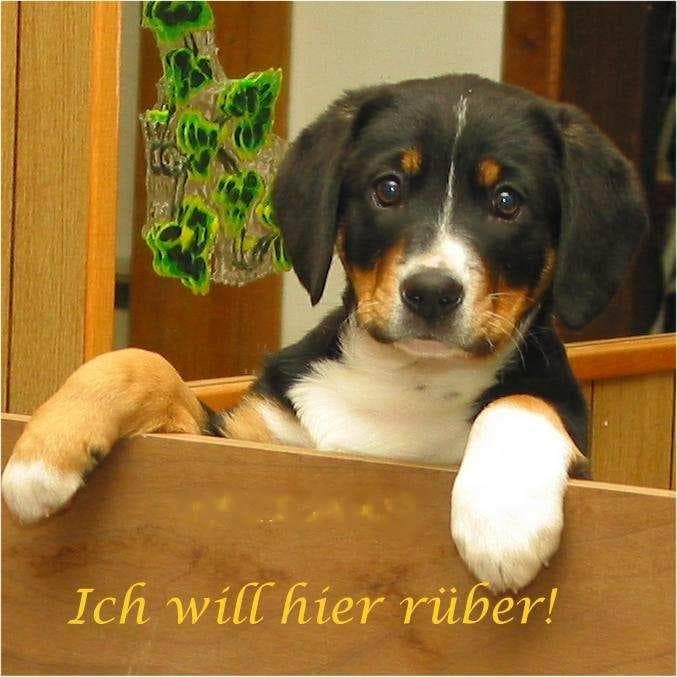 Entlebucher