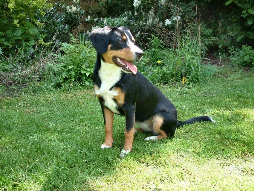 Entlebucher
