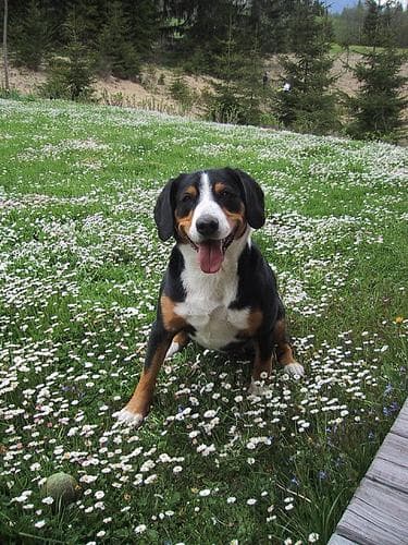 Entlebucher