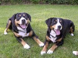 Entlebucher