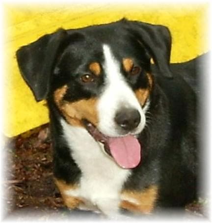 Entlebucher
