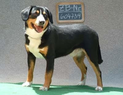 Entlebucher