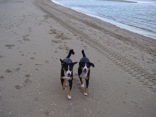 Entlebucher