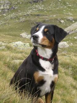 Entlebucher