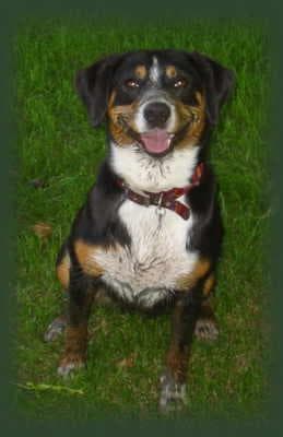 Entlebucher
