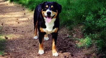Entlebucher