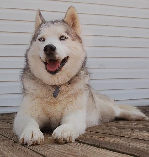 eskimo