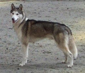 eskimo