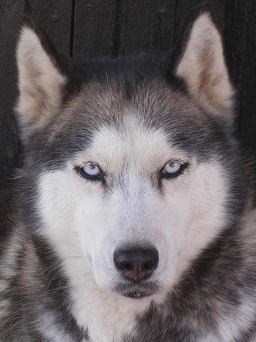 eskimo