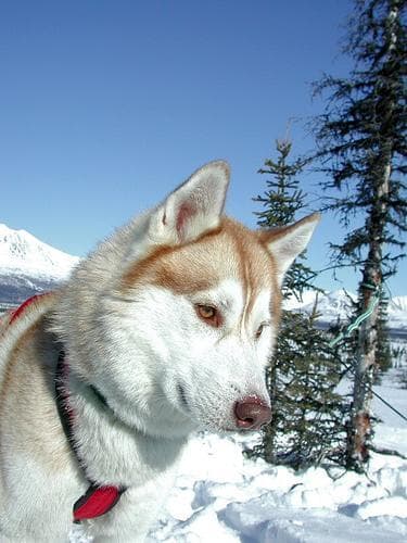 eskimo
