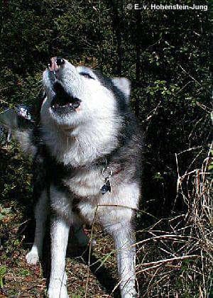 eskimo