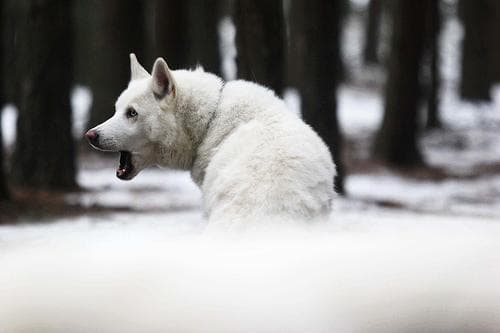 eskimo