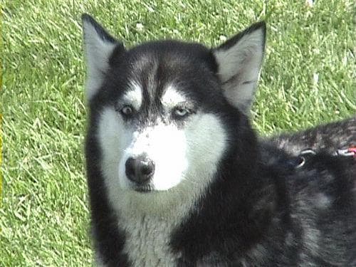 eskimo