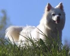 eskimo