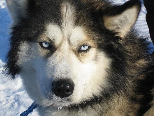 eskimo