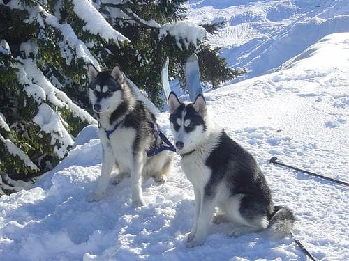 eskimo