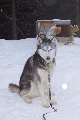 eskimo