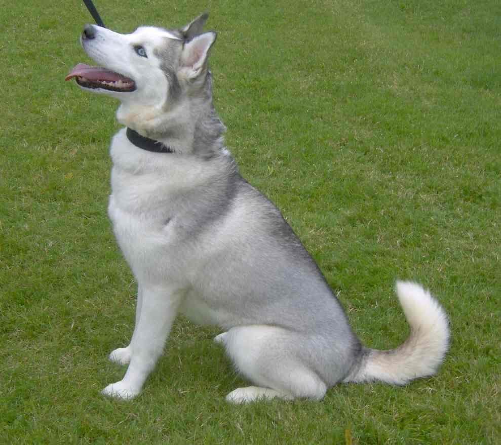eskimo