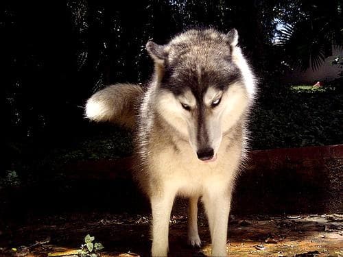 eskimo