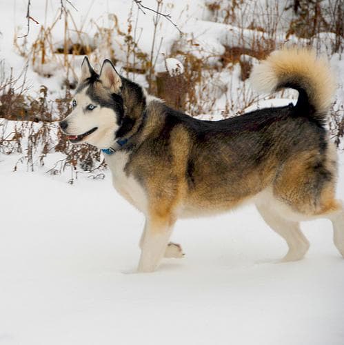 eskimo