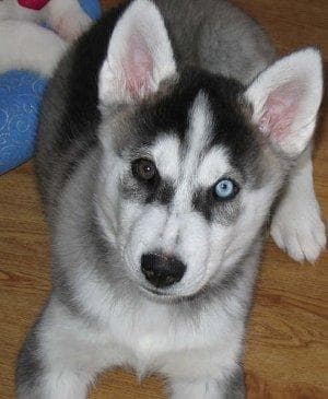 eskimo