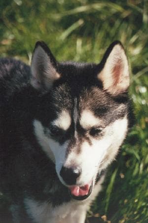 eskimo
