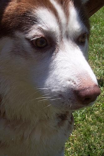 eskimo