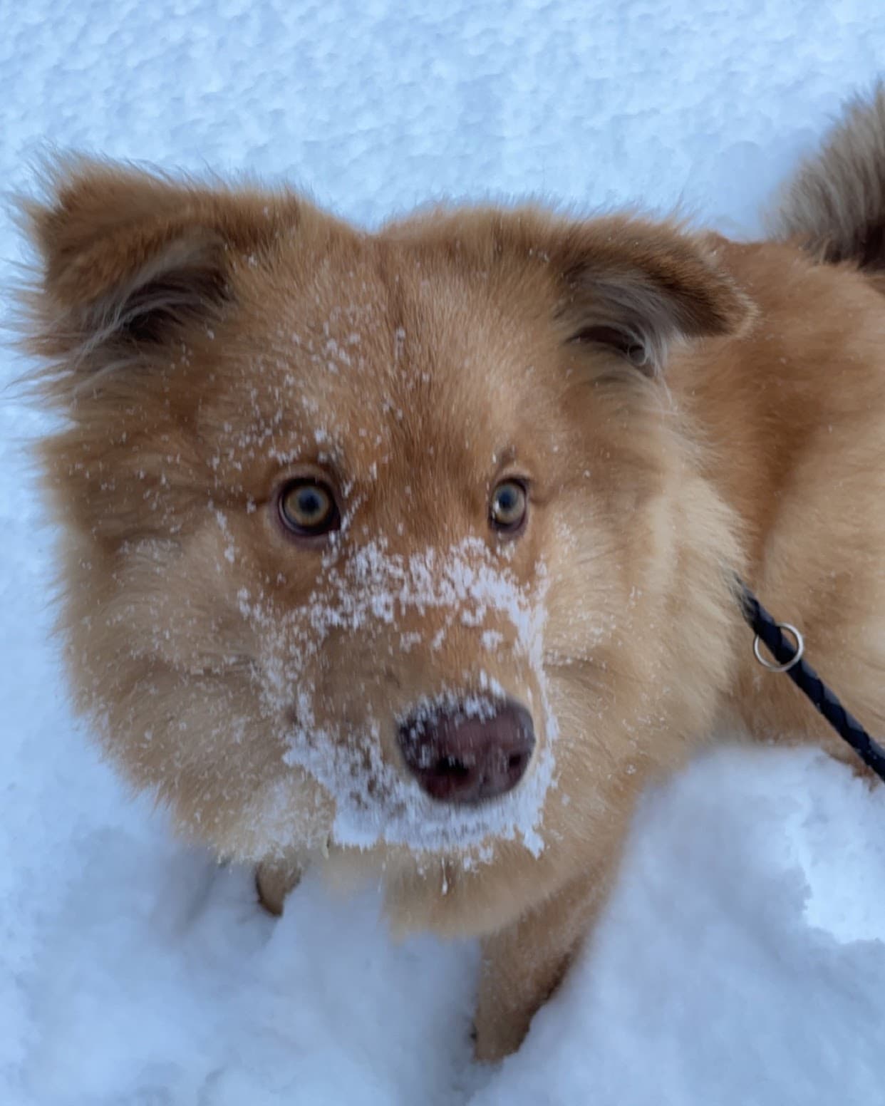 Finnish Lapphund