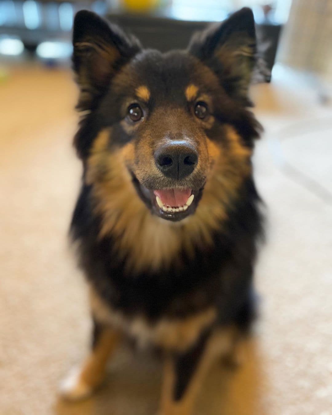 Finnish Lapphund