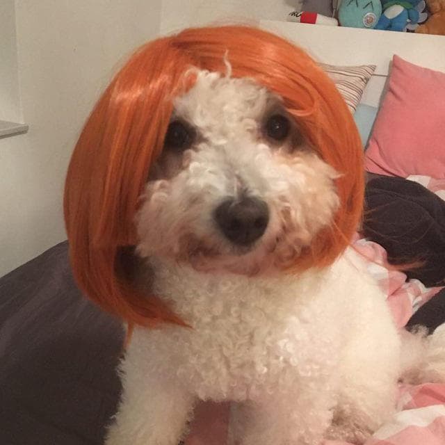 Bichon Frisé