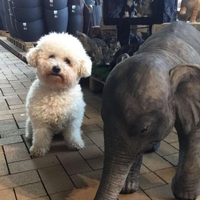 Bichon Frisé