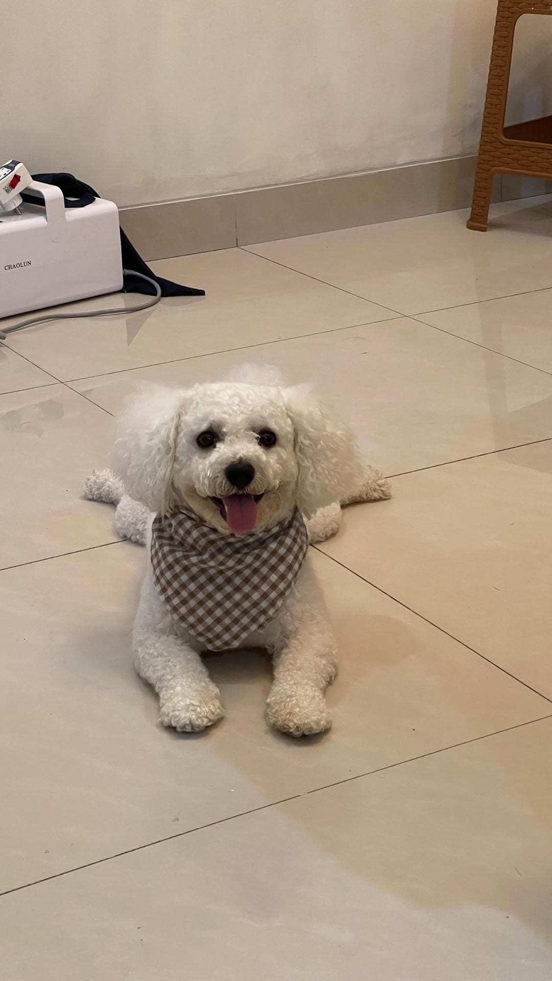 Bichon Frisé