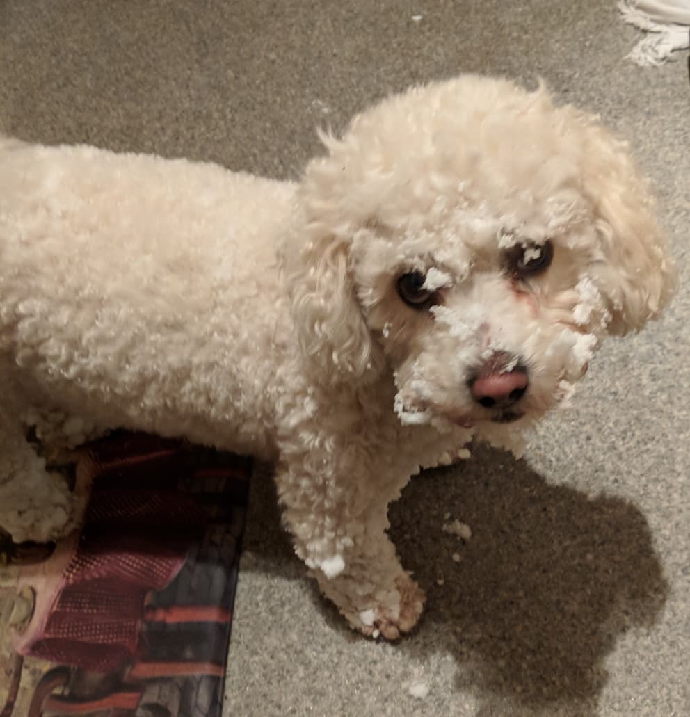 Bichon Frisé