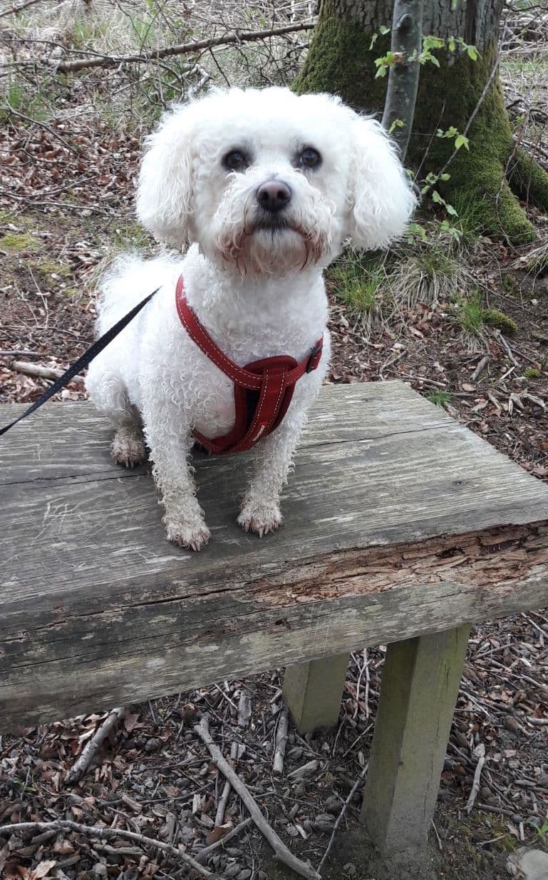 Bichon Frisé