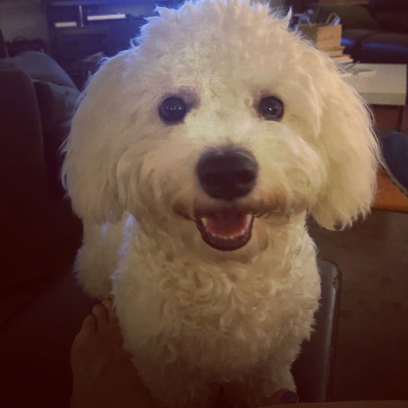 Bichon Frisé