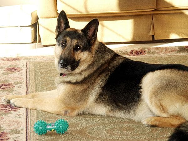 German Shepherd