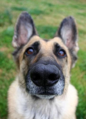 German Shepherd