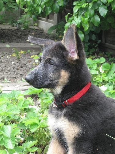 German Shepherd