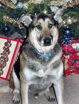 German Shepherd