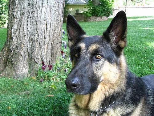 German Shepherd