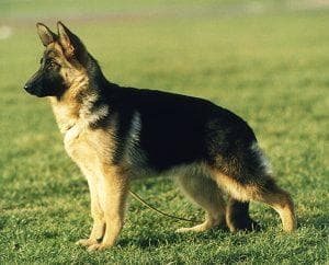 German Shepherd