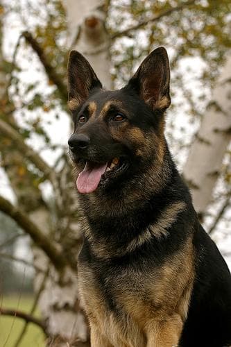 German Shepherd