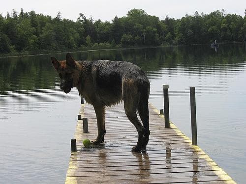 German Shepherd