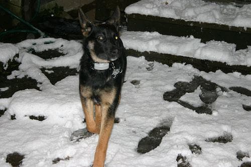 German Shepherd