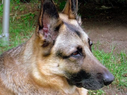 German Shepherd