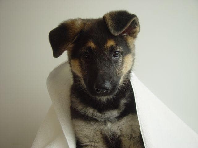German Shepherd