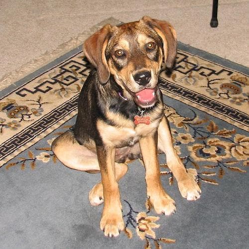 German Shepherd