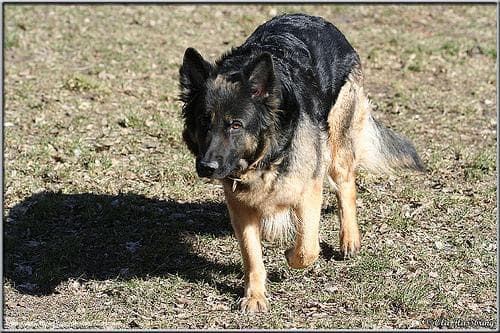 German Shepherd