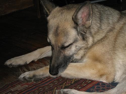 German Shepherd