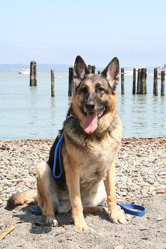 German Shepherd